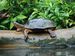 6_site_d_tortuguero_DSC_0257