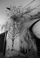 03_Arbre.jpg